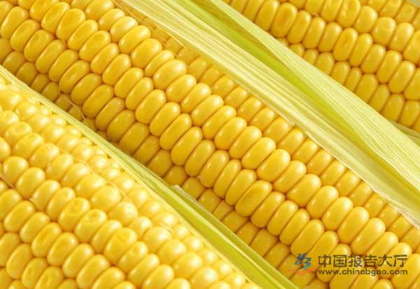 東北玉米價格走勢:2016年5月17日東北玉米價格最新行情預測分析 東北玉米價格走勢:2016年5月17日東北玉米價格最新行情預測分析